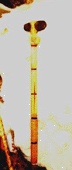 club10.gif (6507 bytes)
